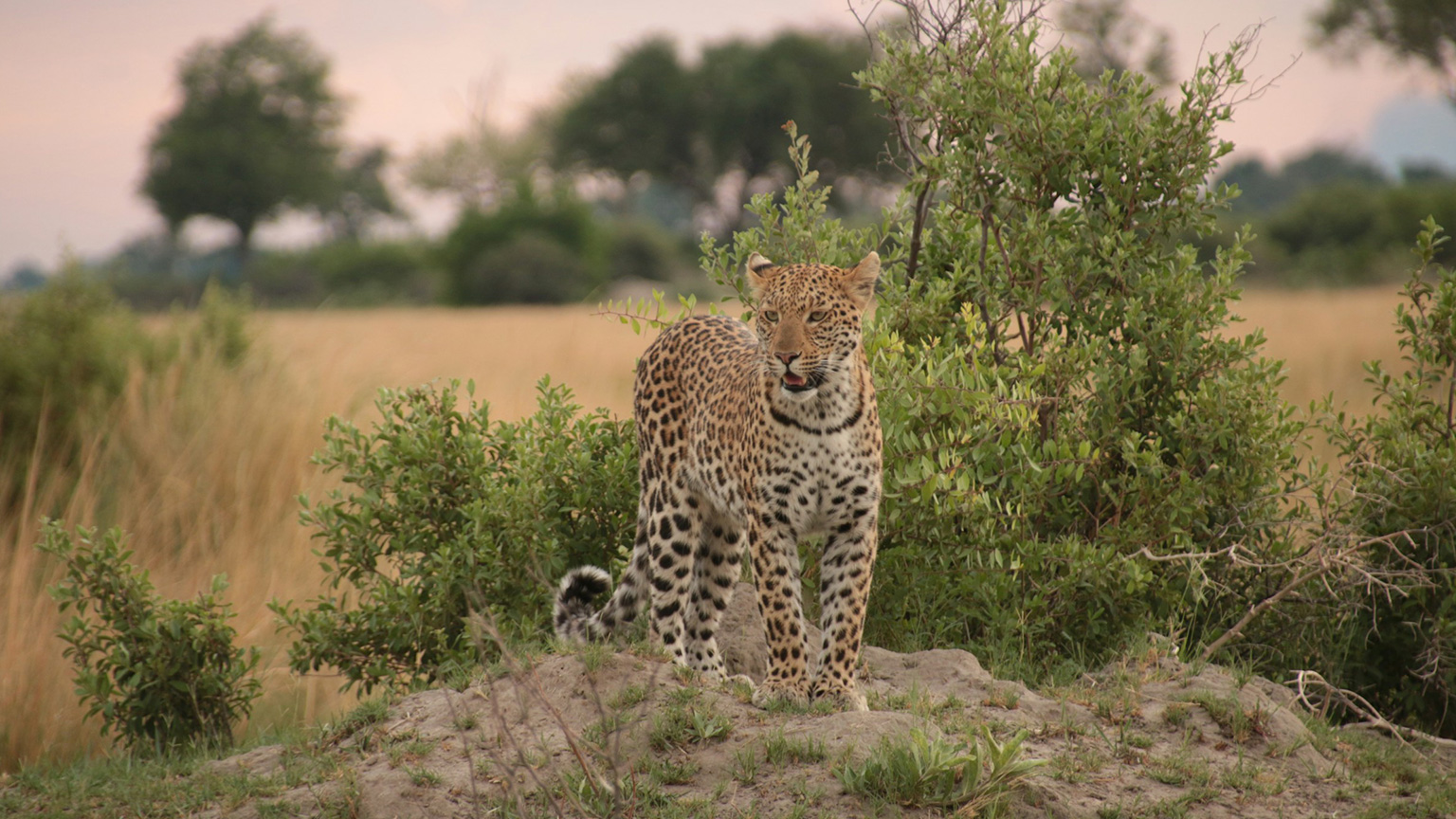 3-day-safari-from-zanzibar-to-Serengeti