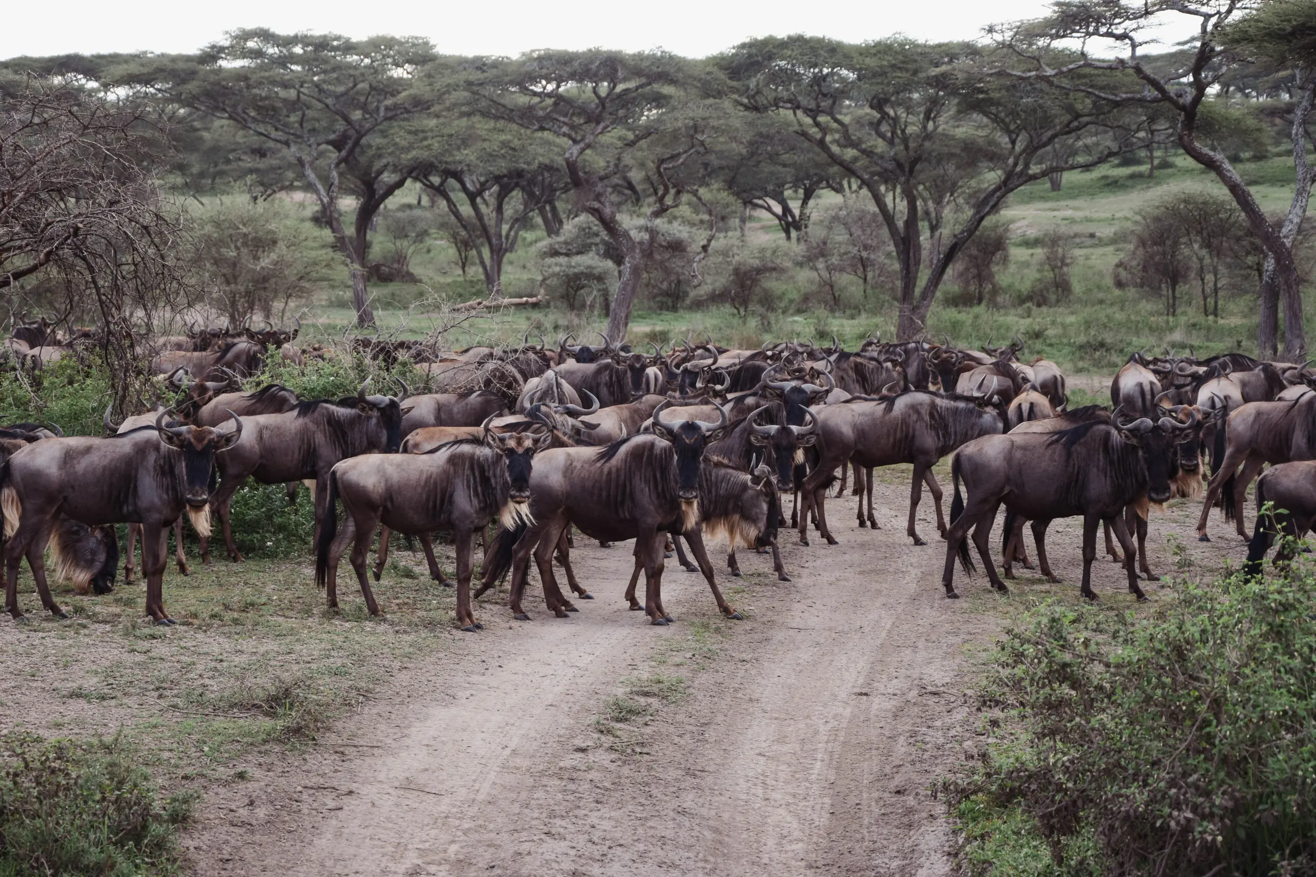 52880042995_625a376ee5_o-1-scaled