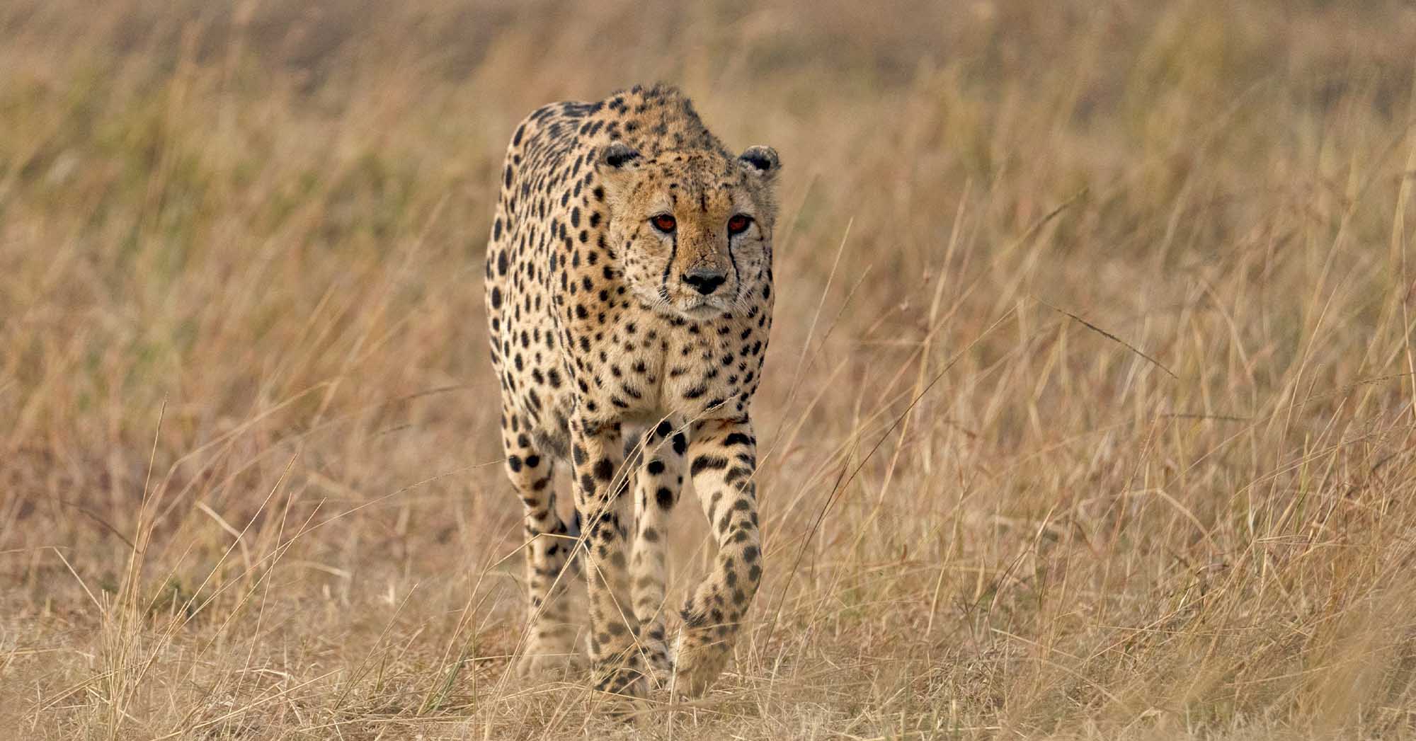 cheetah