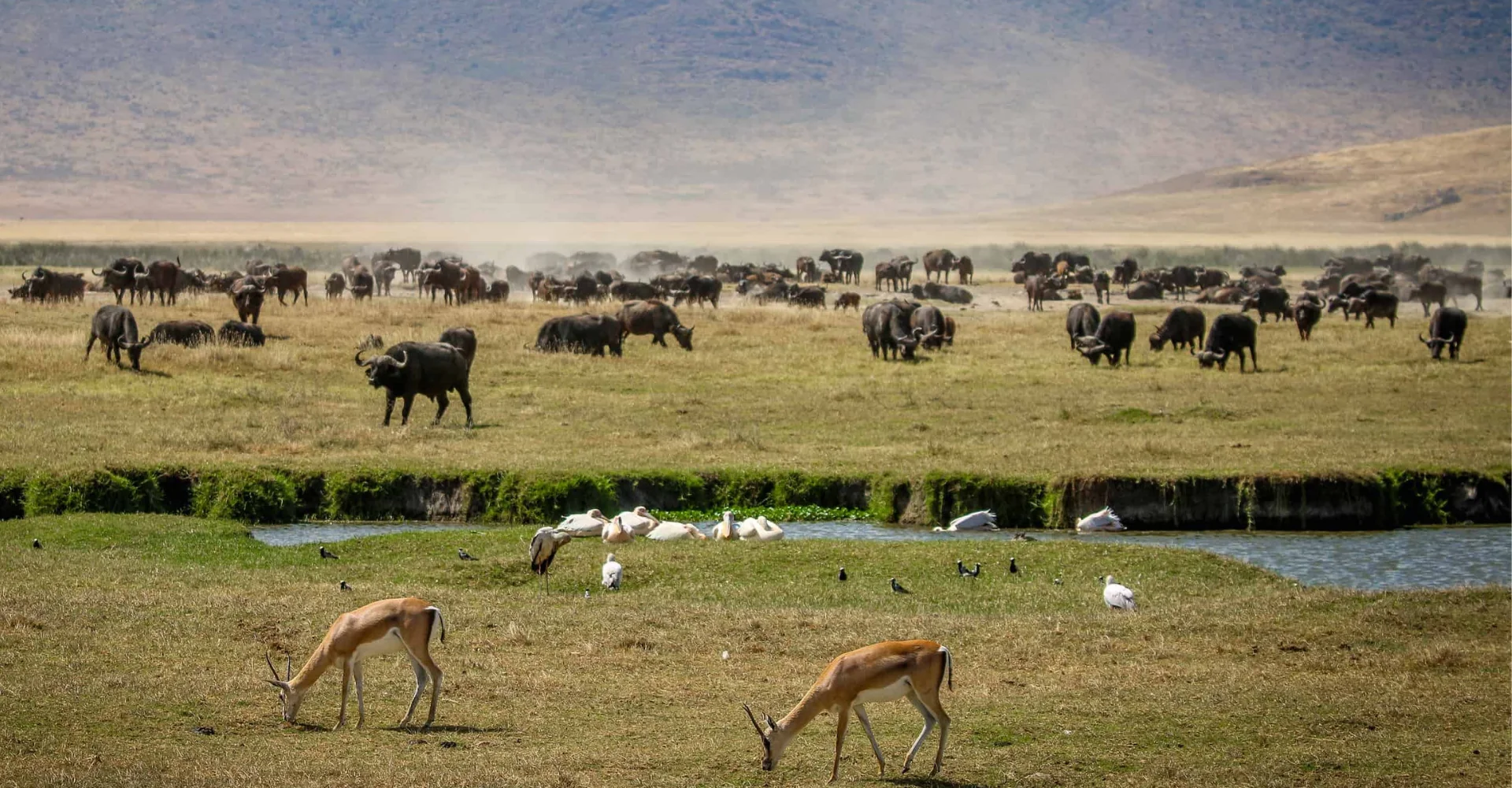 ngorongoro-conservation-area-banner