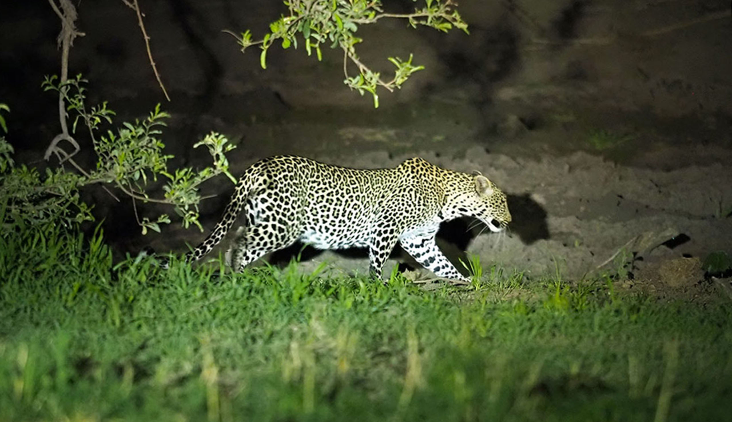 night-game-drive-leopard