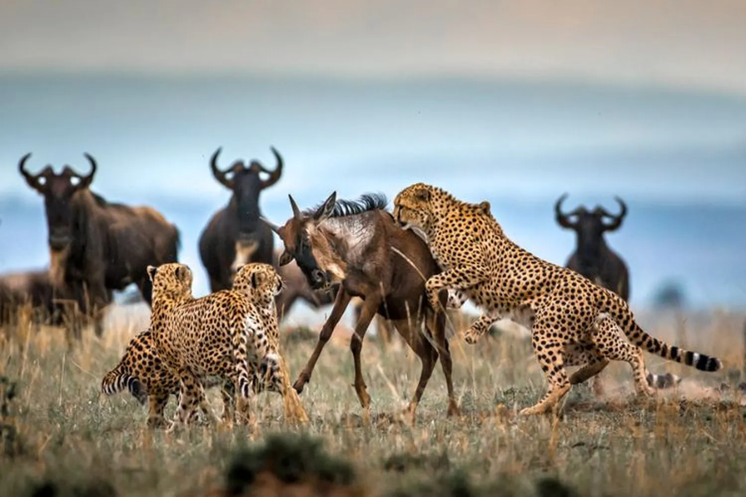 the-ultimate-5-day-maasai-mara-tour