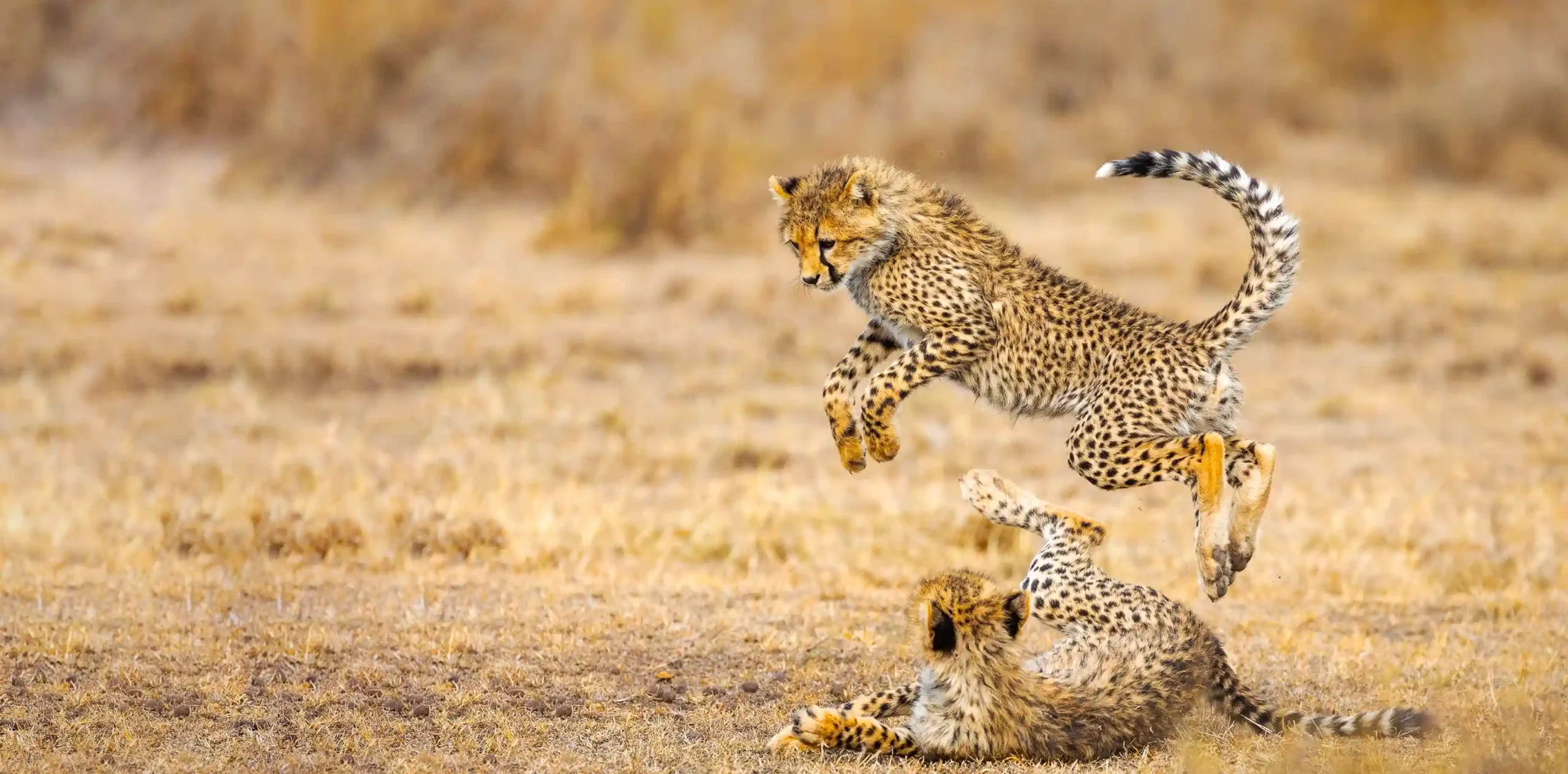 what-to-expect-on-a-tanzania-safari-banner