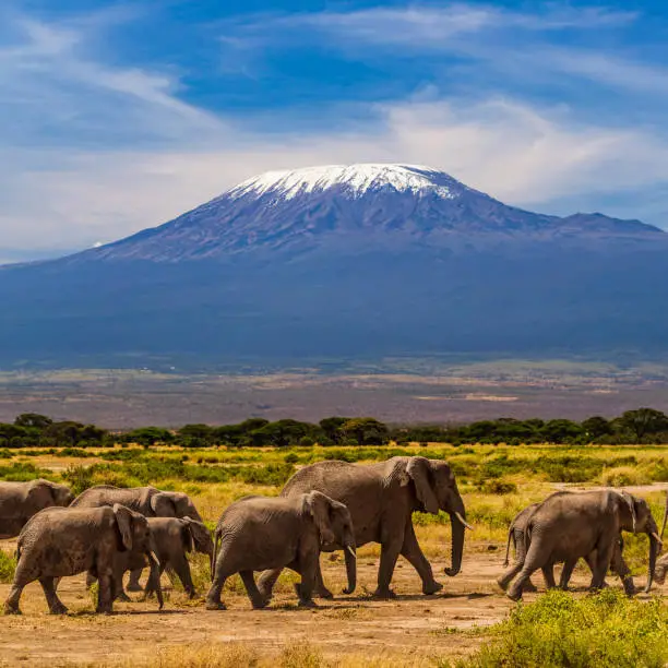 KILIMANJARO